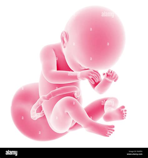 Crecimiento Fetal Imágenes Recortadas De Stock Alamy