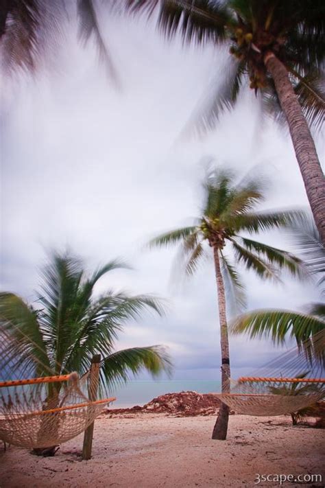 Palm Trees And Hammocks Swaying In The Breeze Photograph Landscape