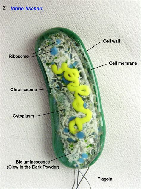 Vibrio Fischeri Bacterium By Trilobiteglassworks On Deviantart