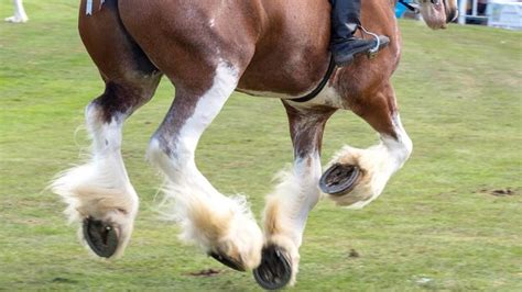 400 Clydesdales To Head To The Uk For Prestigious Breed Show Horse