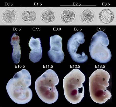 A Tiempo Malabares Limo Mouse Embryo Development Stages Excelente Bar