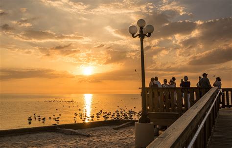 Photo Florida Bird Seagulls Usa Sunrises And Sunsets Waterfront