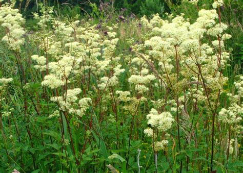 Herbs Meadowsweet Meadowsweet Is A Perennial Herb With Fernlike Leaves