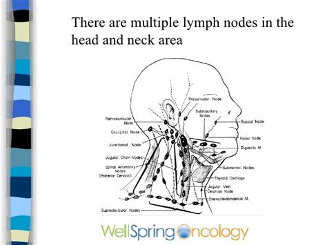 Cancer Neck Lymph Nodes Diagram