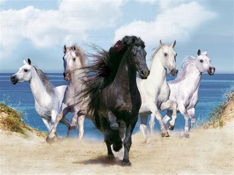 All New Wallpaper Running Horses Horse Hd Beautiful Cool Wallpaper