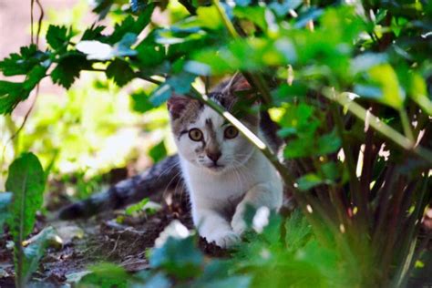 Check spelling or type a new query. How to Stop Cats from Fouling in your Garden for good ...