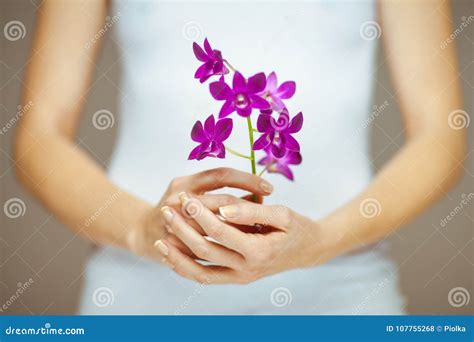 Woman Hands Holding Some Violet Orchid Flowers Sensual Studio Shot