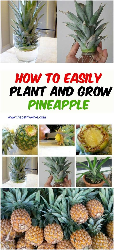 How To Easily Plant And Grow A Pineapple Growing Pineapple Pineapple