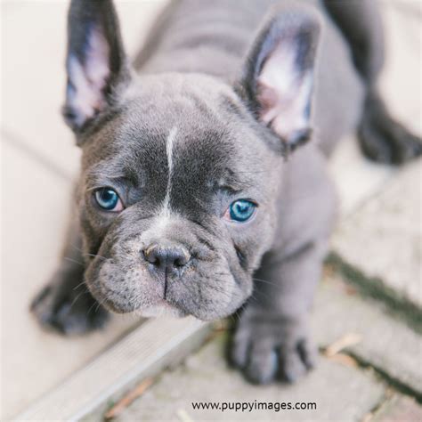 French Bulldog Puppy With Blue Eyes Bulldog Puppies Puppies With