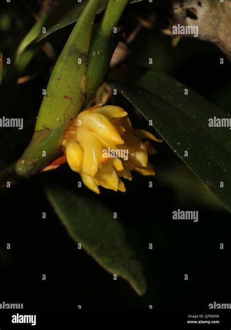 Yellow Flowers Or Camaridium Anceps From Costa Rica Stock Photo Alamy