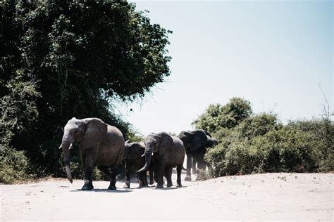 Chobe National Park Elephant Eden In Botswana