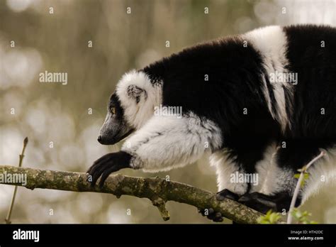 Black And White Ruffed Lemur Varecia Variegata Portrait Critically