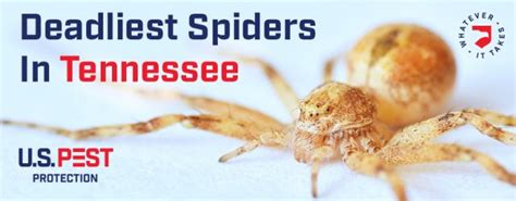 What Are The Most Deadly Spiders In Tennessee Us Pest Protection