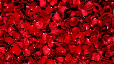 Rose Petals Wallpapers Wallpaper Cave