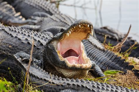 Do Alligators Have Scales Or Skin Explained Wildlifefaq