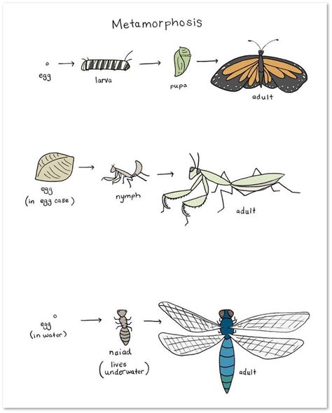 Metamorphosis Chart Digital Download Insect Life Cycle Etsy Dragonfly