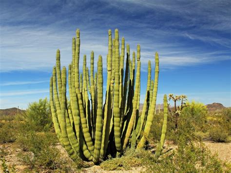Information On Organ Pipe Cactus Care