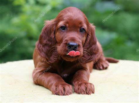 Irish Setter Puppy — Stock Photo © Marenka1 39961135