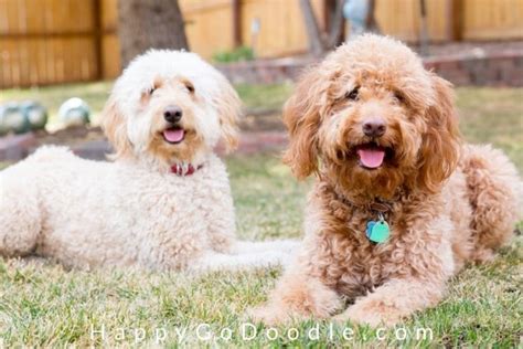 F1 Vs F1b Goldendoodle Everything You Need To Know Happy Go Doodle