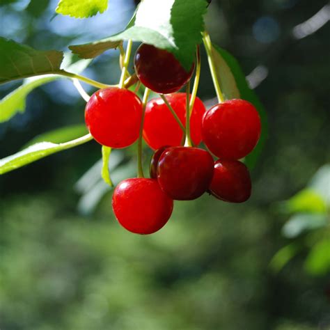 Cerisier Nain Cherry Boop® Prunus Hybride à Fructification Rapide