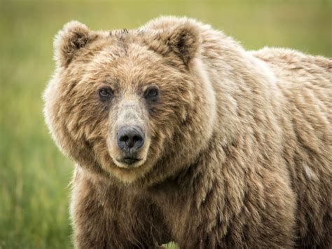 Chelan County Commission Opposes Grizzly Bear Relocation Plan Lake