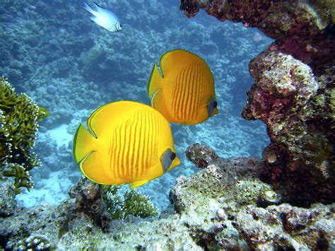Free Images Sea Water Diving Yellow Coral Reef