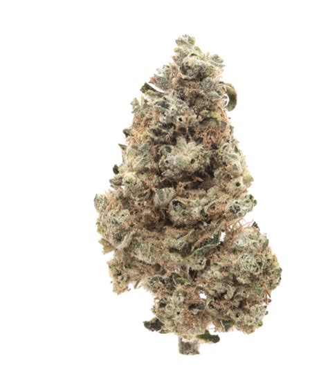 Blue Cheese Strain Review The Lodge Cannabis Denver