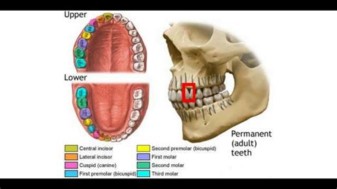 What Is A Bicuspid Youtube