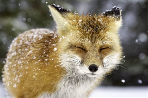 21 Pictures You Should See This Week Fox Animals Fox Images