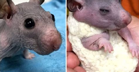 Hairless Hamster Gets A Tiny Handmade Sweater To Keep Her Warm Metaspoon