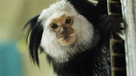 Why Monkeys Do Not Make Good Pets Pethelpful