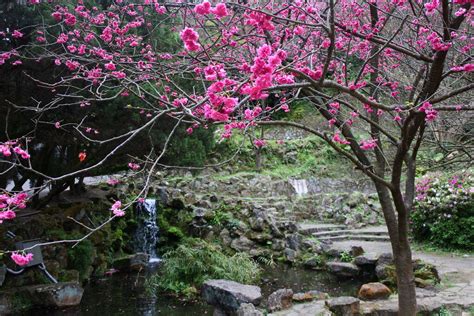 Search the world's information, including webpages, images, videos and more. 2020年陽明山花季 | 臺北旅遊網