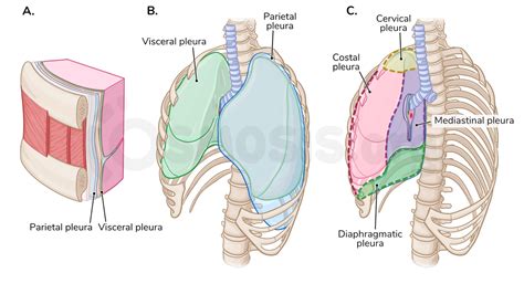 Anatomy Of The Pleura Osmosis