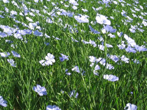 A Conventional Farm Transitions To Organic Flax In Bloom