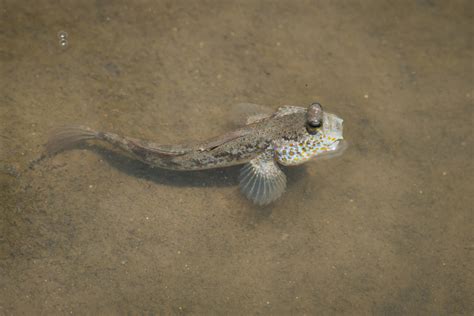 Brackish Water Fish Creatures That Thrive In The Balance
