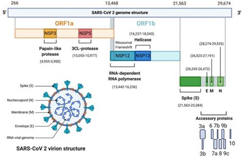 Frontiers Imaging Techniques Essential Tools For The Study Of SARS