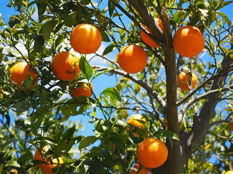 Orangen Kaufen Leicht Gemacht Johannas Orangen Guide Hilft