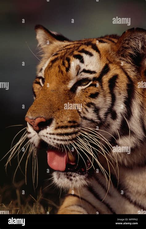 Bengal Tiger Head Detail Panthera Tigris Safari Park Bangkok Thailand