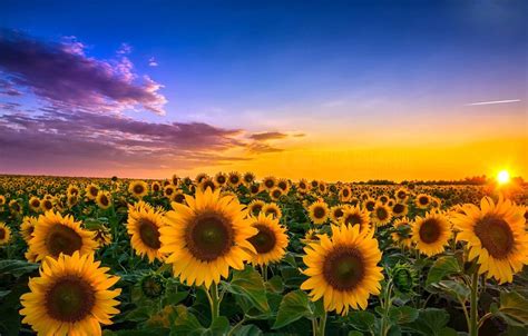 Sunflower Sunset Wallpapers Wallpaper Cave