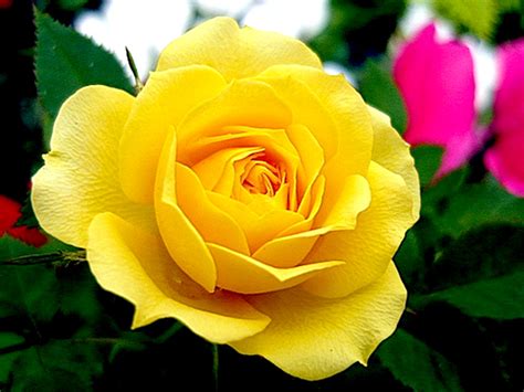 Yellow roses, unlike their pink and white counterparts, were a tough sell due to their bad smell hence the nickname sulfur roses. as the language of flowers was complicated and intricate, the meaning of a flower and its color could be expanded on and changed by what is sent or held with the rose. Top 5 flowers for Valentine's Day | NorthumberlandNews.com