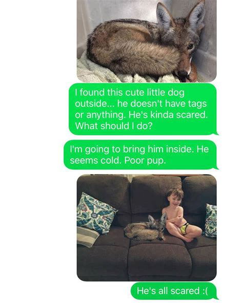 Wife Tricks Hubby Into Thinking She Just Adopted A Coyote His Reaction Is Gold