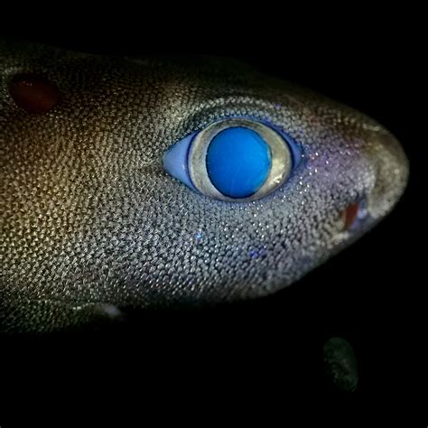 Bioluminescence Found In 3 New Shark Species World News Gaga Daily