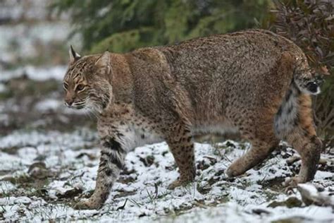 Odot In Ohio Fb More Sightings Of Bobcats In Ohio Beautiful Sights