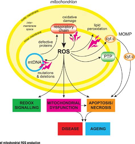 Figure From How Mitochondria Produce Reactive Oxygen Species