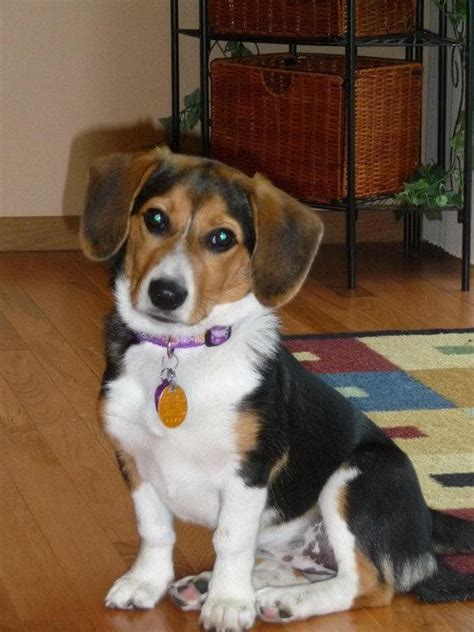 Beagi Corgi Beagle Mix Info Temperament Puppies Pictures Video