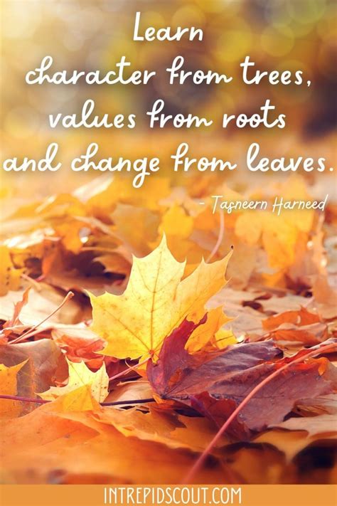 247 Changing Leaves Captions And Quotes Celebrating The Beauty Of