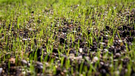 When To Plant Grass Seed Sod Solutions