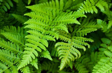 Ferns Poisoning In Dogs Symptoms Causes Diagnosis Treatment
