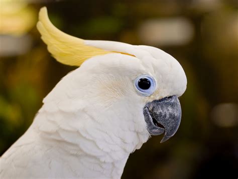 Yellow Nape White Parrot Fotojenica Flickr