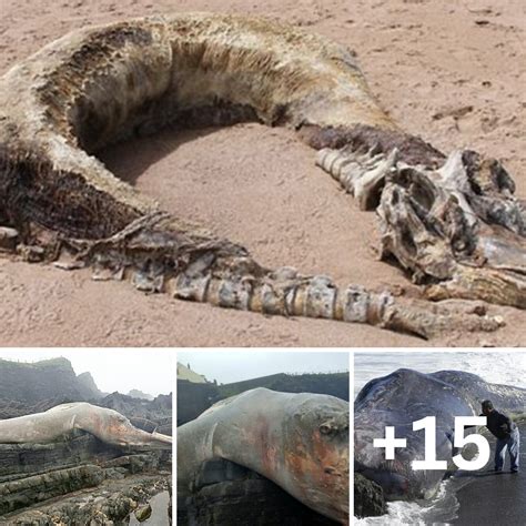 A Massive Creature That Resembles A Prehistoric Sea Monster Washes
